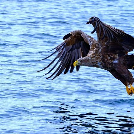 Eagle View Lofoten Bostad Ngoại thất bức ảnh