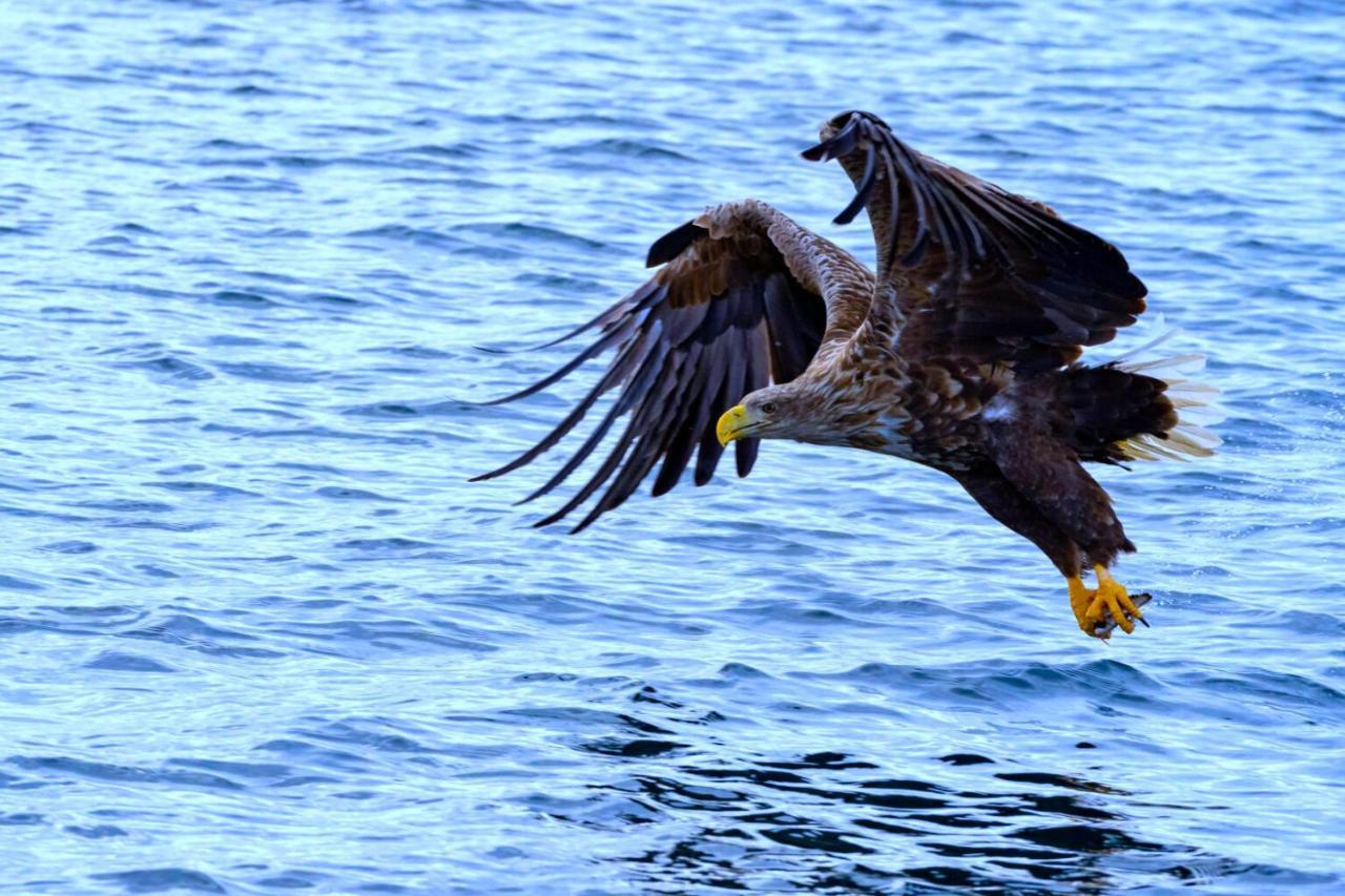 Eagle View Lofoten Bostad Ngoại thất bức ảnh